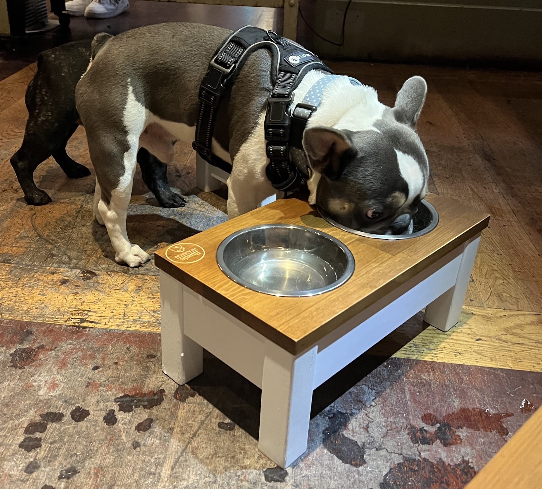 Buy Luxury Wooden Raised Dog Bowls Feeding Table, Rustic Pet Furniture