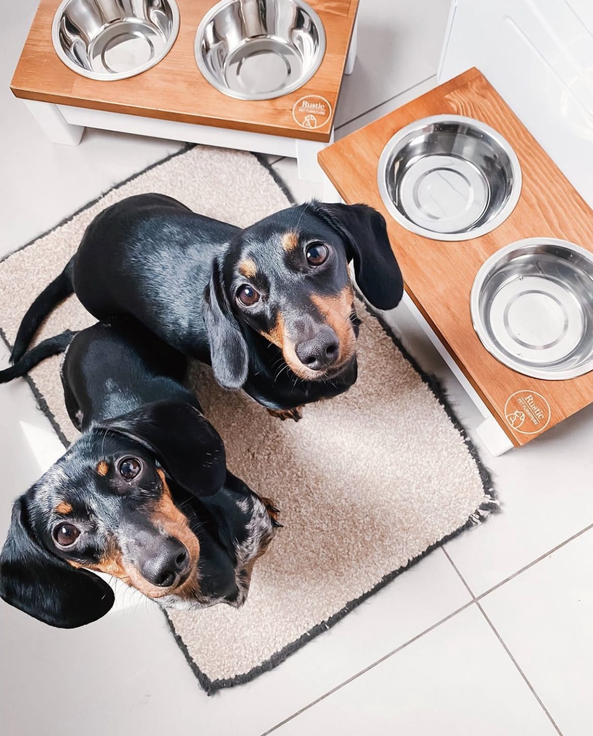 Elevated Dog Bowls with Stand, Raised Dog Feeder for Large Medium Dogs in  Oak